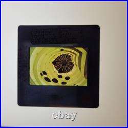 Guggenheim Museum New York Architecture Frank L Wright 35mm Glass Slides Lot 38